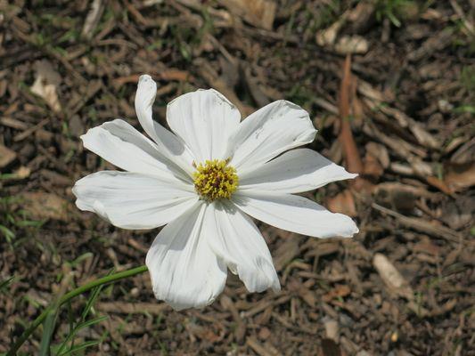 White Flower