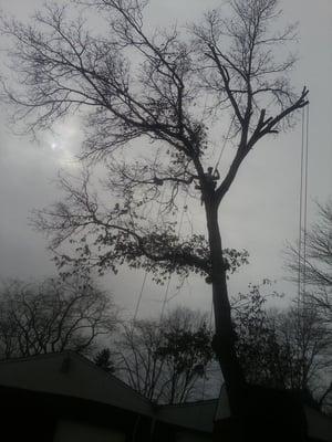 Byers Tree Service, LLC
