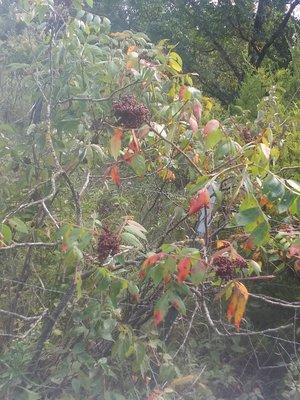 McKay Junk Removal and Cleaning