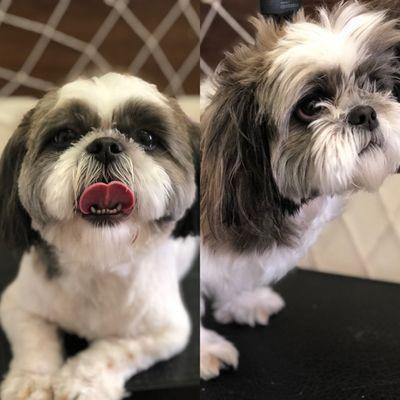 Shih Tzu