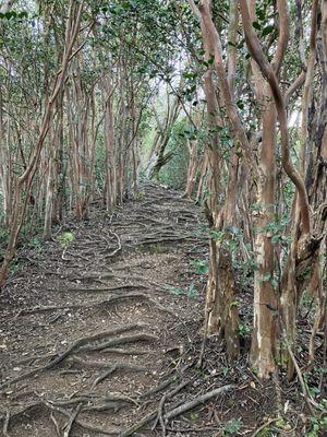 Kolowalu Trail