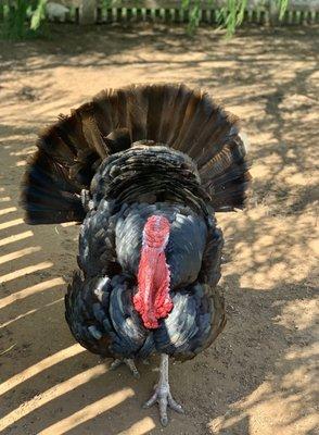 Barrington Living History Farm