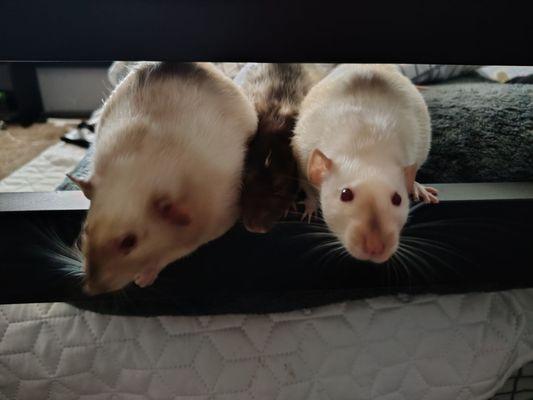 Center-La Sierra Pet Clinic