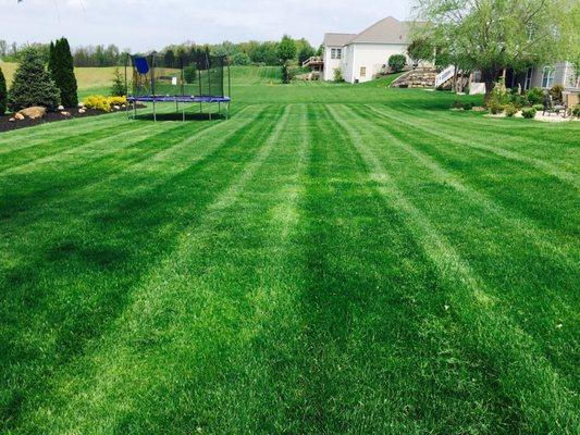 Yo Lawns & Landscaping