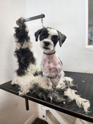 Catts & Doggs Pet grooming