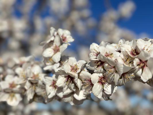 Fiorini Real Estate Services