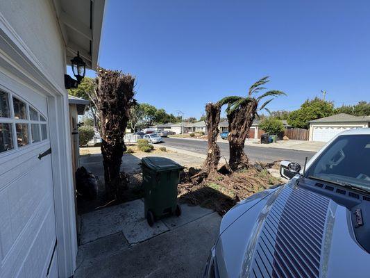 Vasquez Tree Specialists & Landscaping