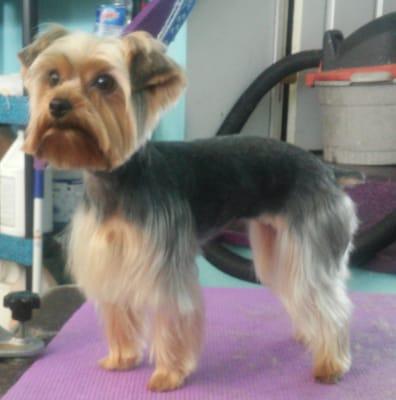 Pampered Pups Grooming Boutique