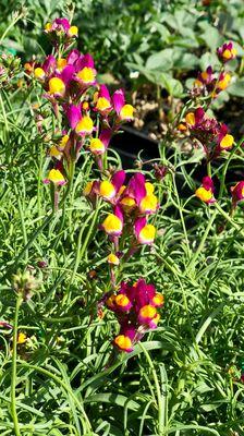 Cagliero Ranch Nursery