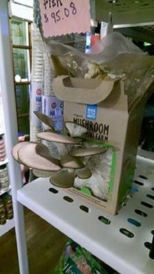 Carolyn's Clean Critters