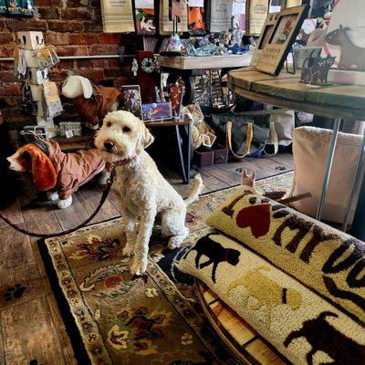 Bailey stopped in to stock up on treats while she was out for her Sunday walk.