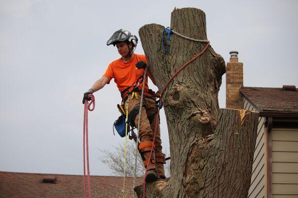 WRT Tree Services