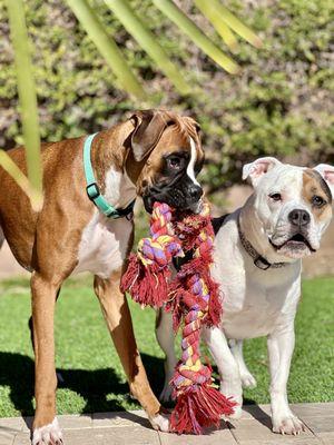 Got Paws West Valley