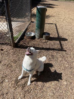 dog in vortex of stagnant chi