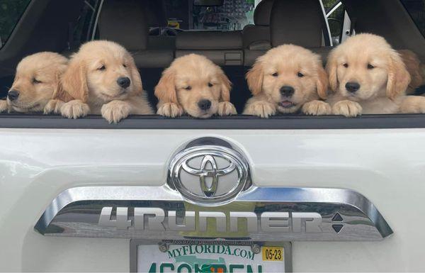 Julington Creek Animal Hospital