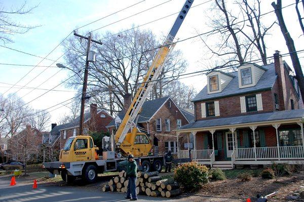 Arlington Tree Care