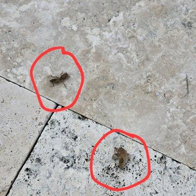 PROOF - Chinch Bugs. Newly hired company is cleaning up Real Turf Solutions (Valrico) mess! Skimmed 18 Chinch Bugs out of the pool.