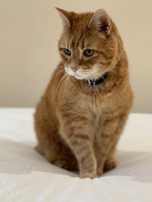 A Gentle Goodbye Veterinary Hospice