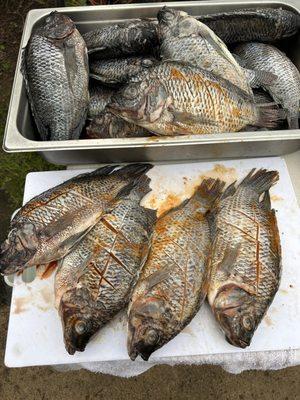 D'La Colmena Restaurant & Catering