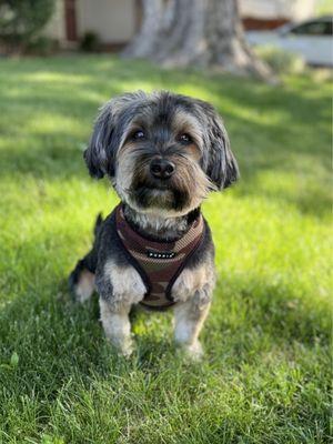 SoftPaws Pet Spa & Boutique