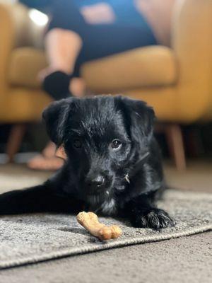 PetTime Animal Hospital