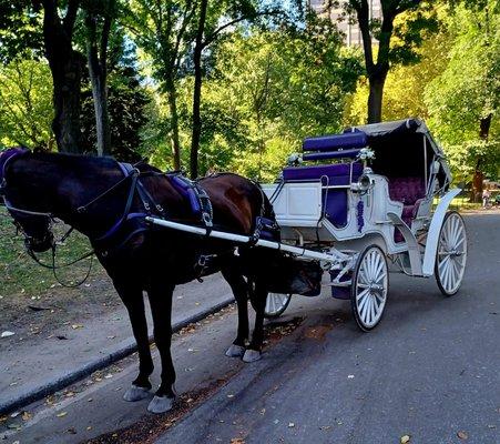 Official Central Park Horse & Carriage Rides
