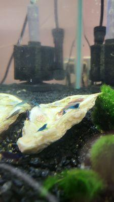 Blue Velvet Shrimp