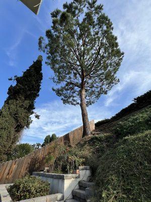 Meno’s Tree Service