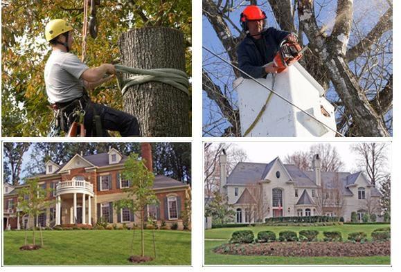 Miguel's Tree Service