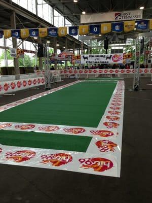 Running of the Chihuahuas