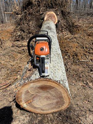 Chainsaw Tree Service
