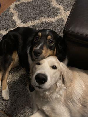 Rim Road Animal Hospital