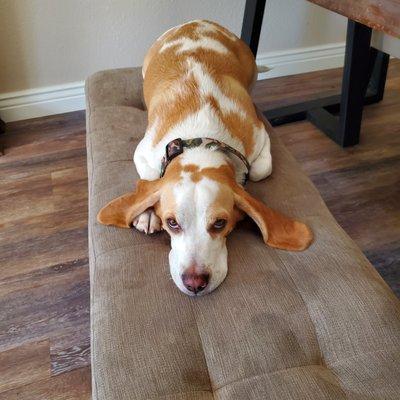 Anasazi Animal Clinic