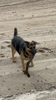 Sunnie on a walk about!