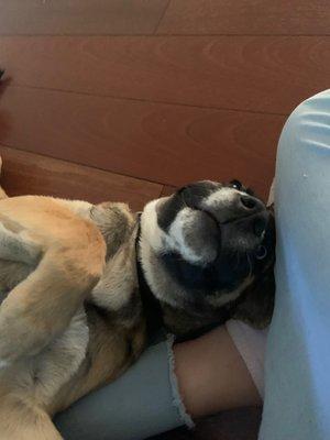 C+L Babysitters Petsitters