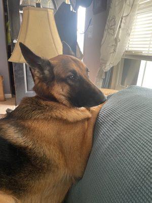 Downtown Dog Resort & Spa