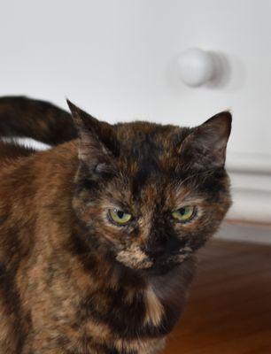 Tails Wagon Concierge