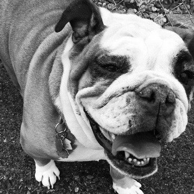 Bark's Play and Stay