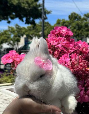 Bow Wow Meow San Carlos