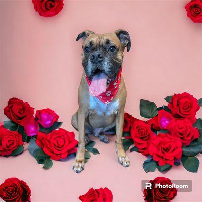 Roo's Fur Baby Resort