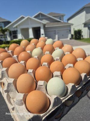Princess Flock Fresh Eggs