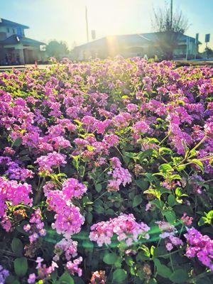 Charter Oak Mobile Estates