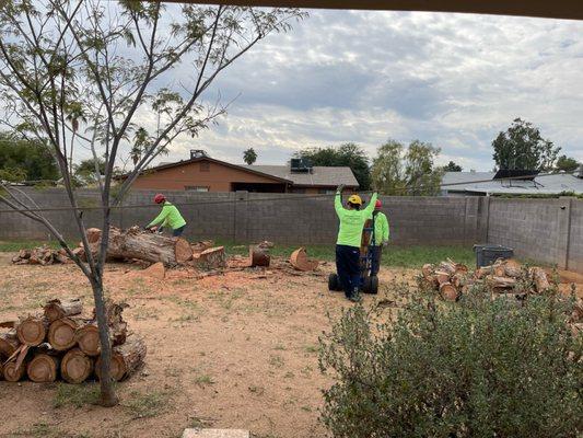 Branch Management Tree Service