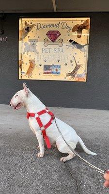 Diamond Dog Pet Spa
