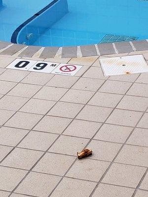 Rotten apple core that day in pool area for 2 days.