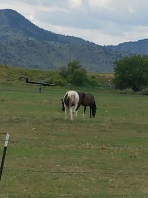 KC Professional Services