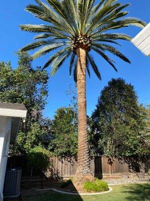 Gonzalez Gardening Bay Área