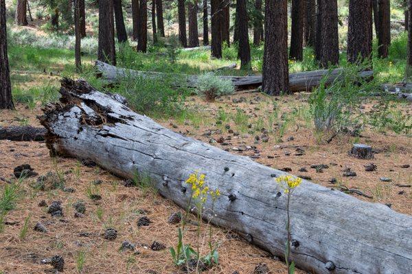 Indian Creek Campground