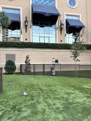 Cute lil dog park on Sands