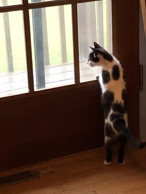 Woodstock Spay & Neuter Clinic